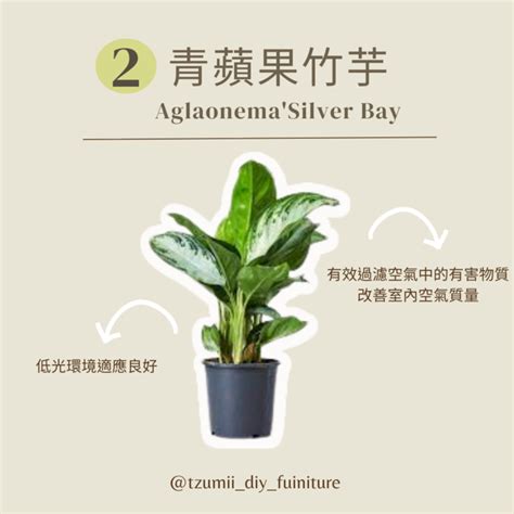 日曬植物|【耐日曬植物】不怕曬的「陽光戰士」！6大耐日曬植物，迎日綻。